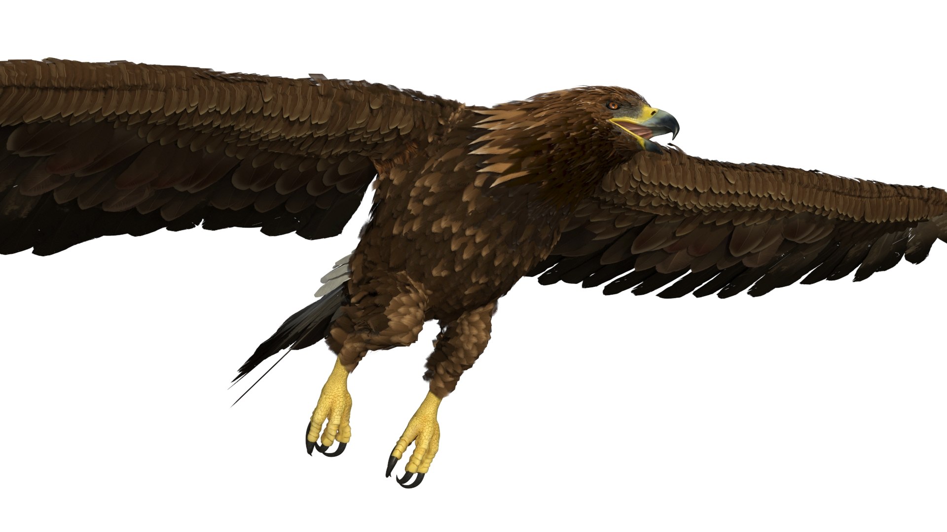 Aquila Chrysaetos Eagle Flying 3D model preview