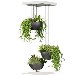 3D model 3D Collection Plant vol 631 - Hanging - Asplenium - Fern - Pothos