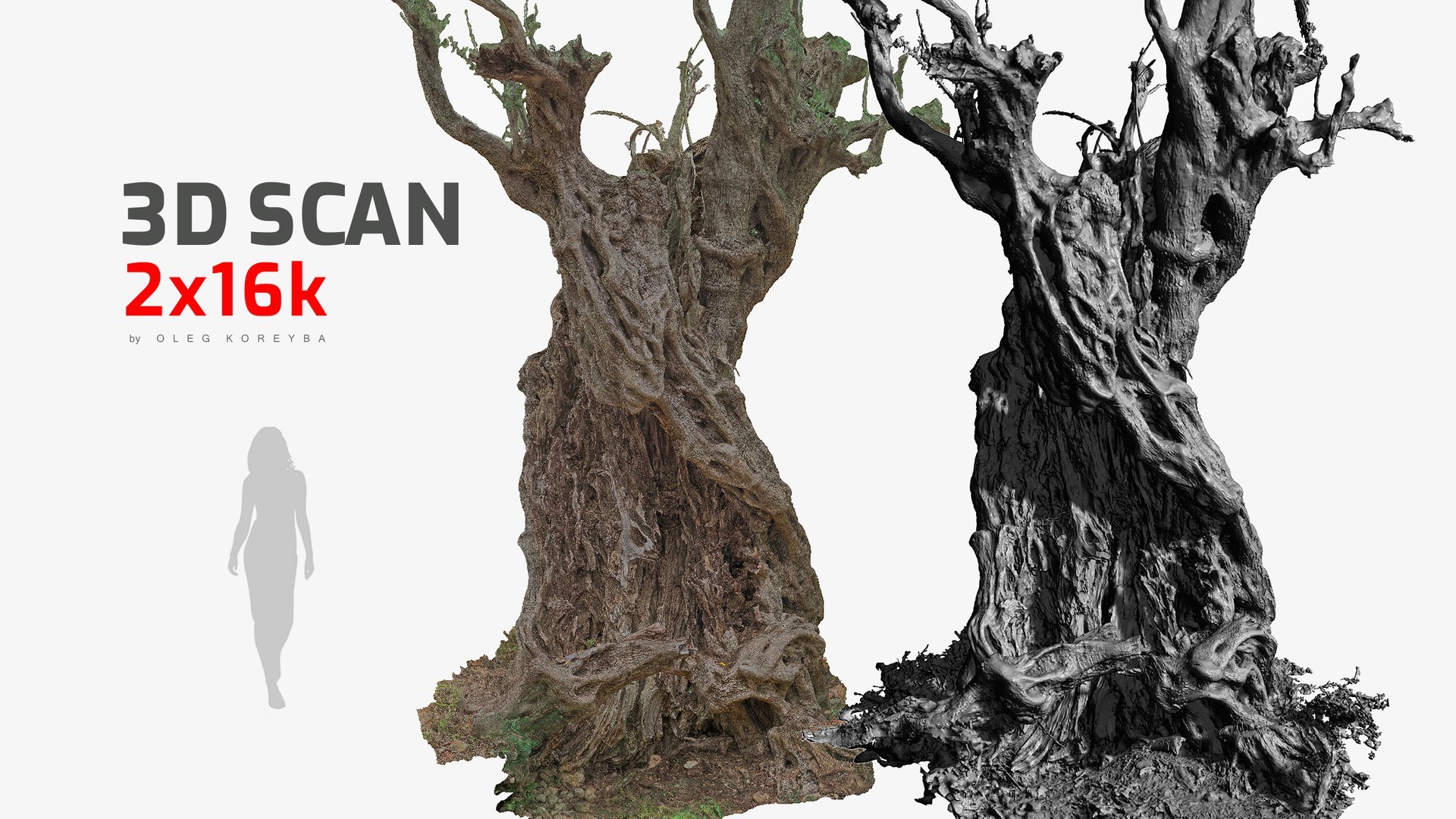 4 Olive High-Resolution Tree 3D scans in One Bundle 3D https://p.turbosquid.com/ts-thumb/WM/mAhTCU/4d/ancient_olive_tree_011/jpg/1773788869/1920x1080/fit_q87/f3ed99924611080fc3df156c7f9d40c788bd9e2b/ancient_olive_tree_011.jpg