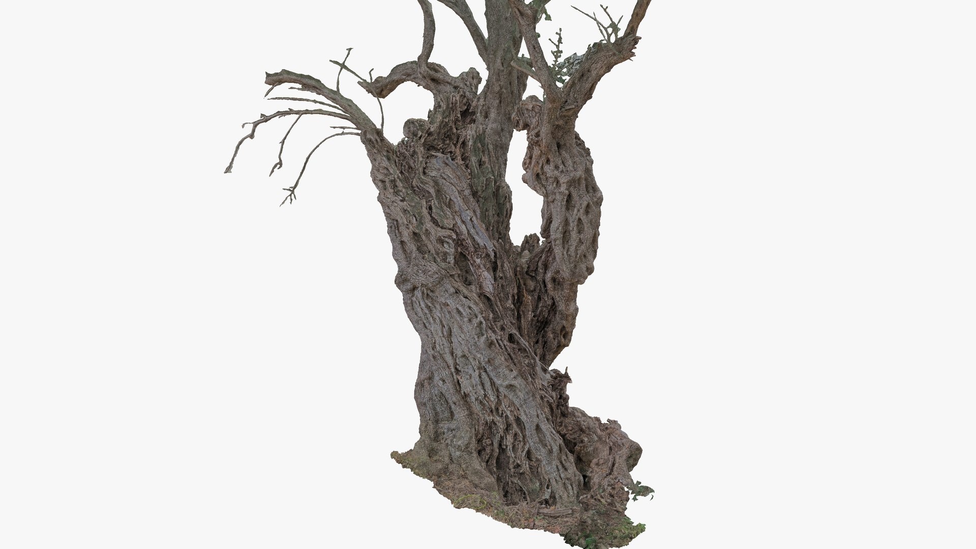 4 Olive High-Resolution Tree 3D scans in One Bundle 3D https://p.turbosquid.com/ts-thumb/WM/mAhTCU/PV/301/jpg/1773788941/1920x1080/fit_q87/dba8037f4c12fe0fe26cd0ec52edf2d59b4410e3/301.jpg