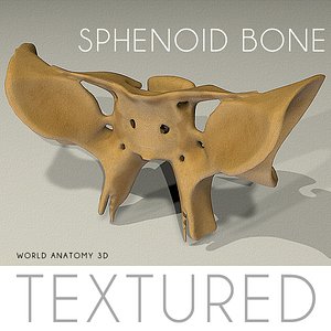 3d anatomy sphenoid bone