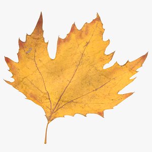 3D Prop Autumn Leaves Type 10