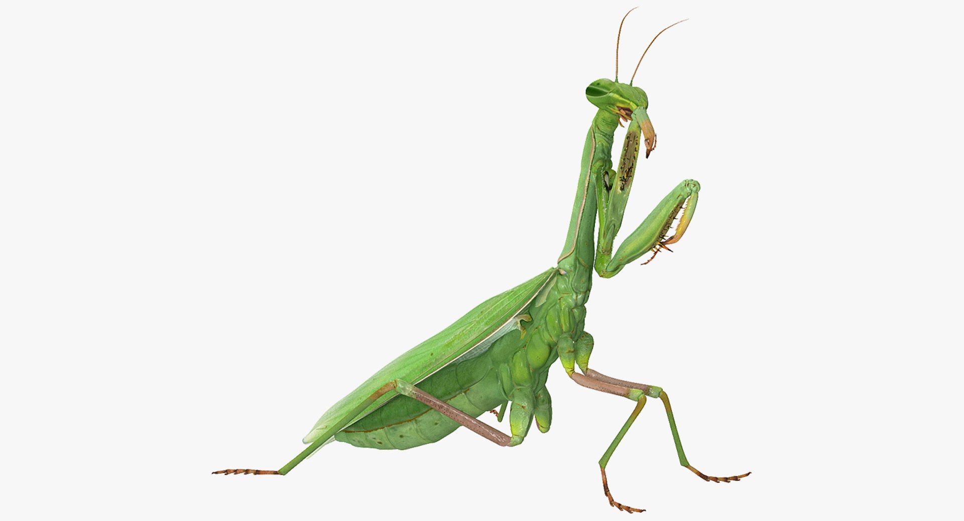 European Mantis Rigged for Cinema 4D 3D Model 3D model preview