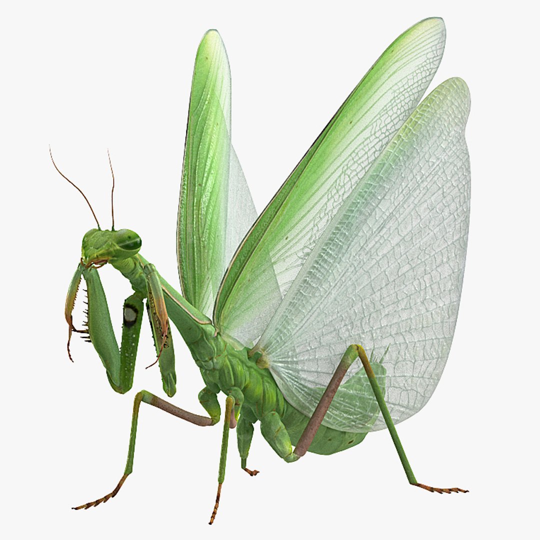 european mantis rigged model https://p.turbosquid.com/ts-thumb/WM/wfN2YR/p5dnmSQp/european_mantis_rigged_c4d0/jpg/1533914436/1920x1080/fit_q87/336f7bf8fb5ede7aadd34a28046b663c60b10c09/european_mantis_rigged_c4d0.jpg