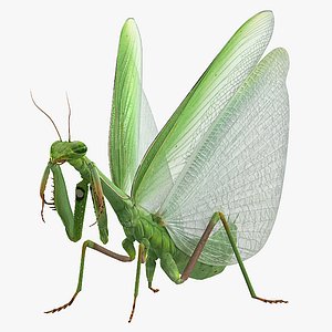 european mantis rigged model