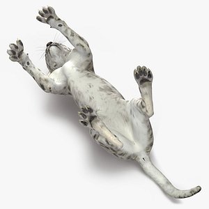 Snow Leopard Cub Playing Animated Rigged