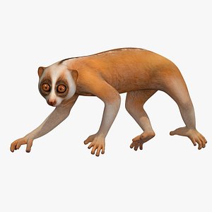 3D Lemur Slow Loris Rigged for Maya