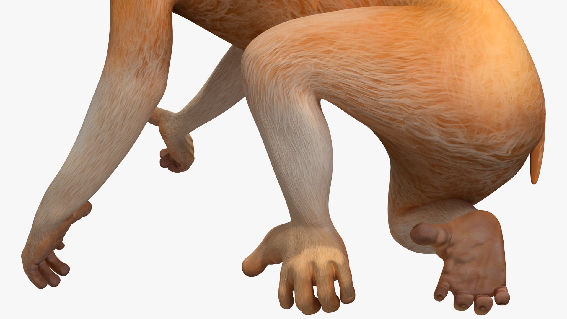 3D Lemur Slow Loris Rigged for Maya https://p.turbosquid.com/ts-thumb/WN/AyqOMh/E5/lemurslowlorisriggedformayavray3dmodel032/jpg/1702433917/1920x1080/fit_q87/87c63914abb9ab91f47db734afe26c0c241c91de/lemurslowlorisriggedformayavray3dmodel032.jpg