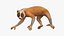 Lemur Slow Loris Rigged for Maya