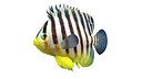 Barred Angelfish Paracentropyge Multifasciata