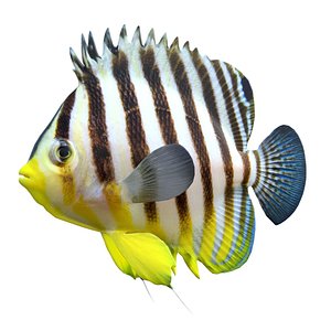 Barred Angelfish Paracentropyge Multifasciata 3D model