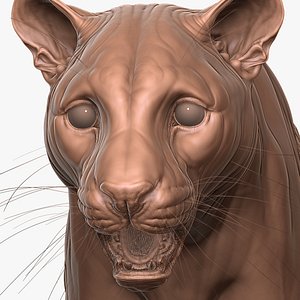 Fully Detailed Clouded Leopard Zbrush Sculpt 3D