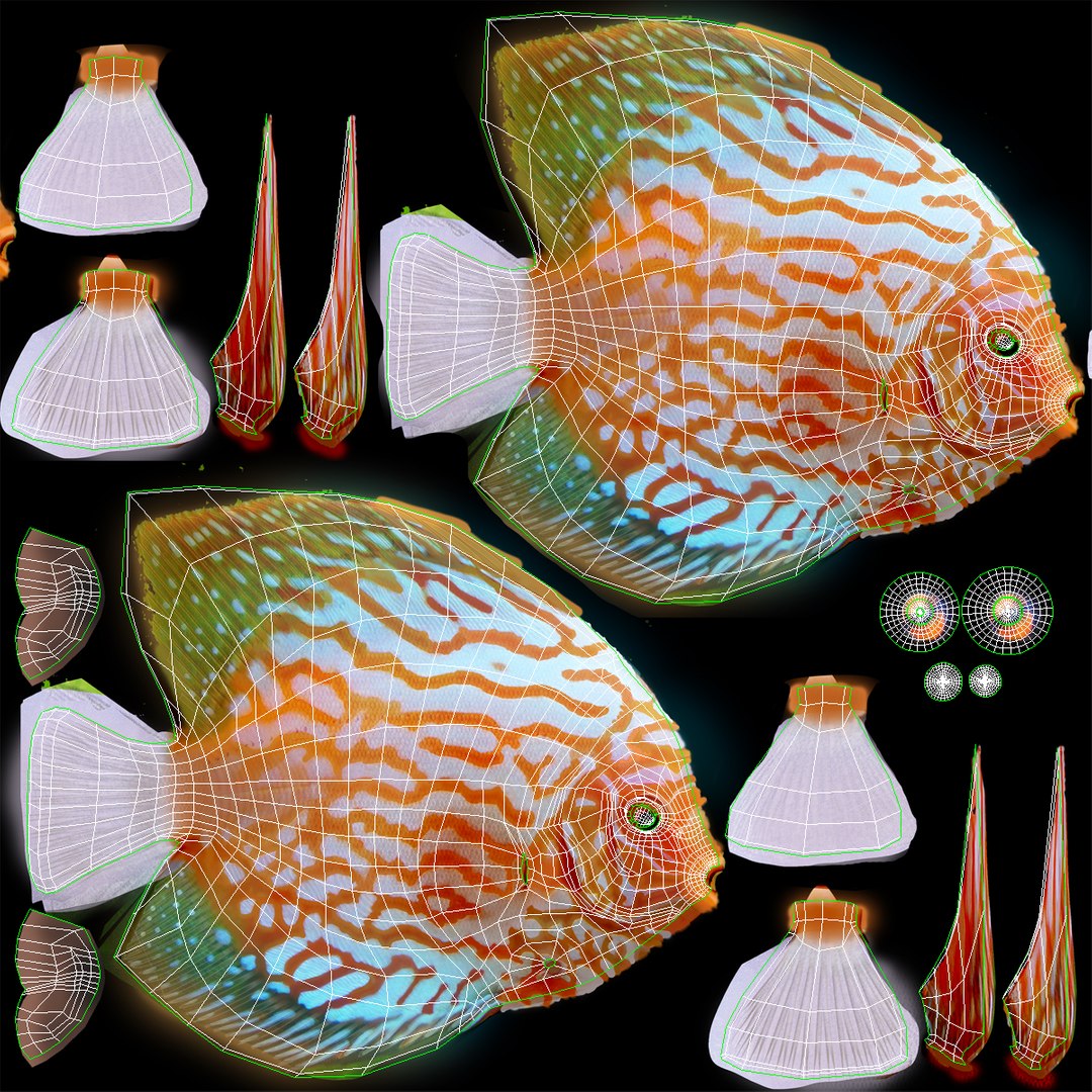 max symphysodon fish rigged https://p.turbosquid.com/ts-thumb/WN/cccNnU/3y3KCtUa/symphysodonfishrigged3dmodel29/jpg/1456060680/1920x1080/fit_q87/a0d75fd1e8b773e3563277a75659bc52bbccd5f3/symphysodonfishrigged3dmodel29.jpg
