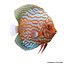 Symphysodon Fish Rigged
