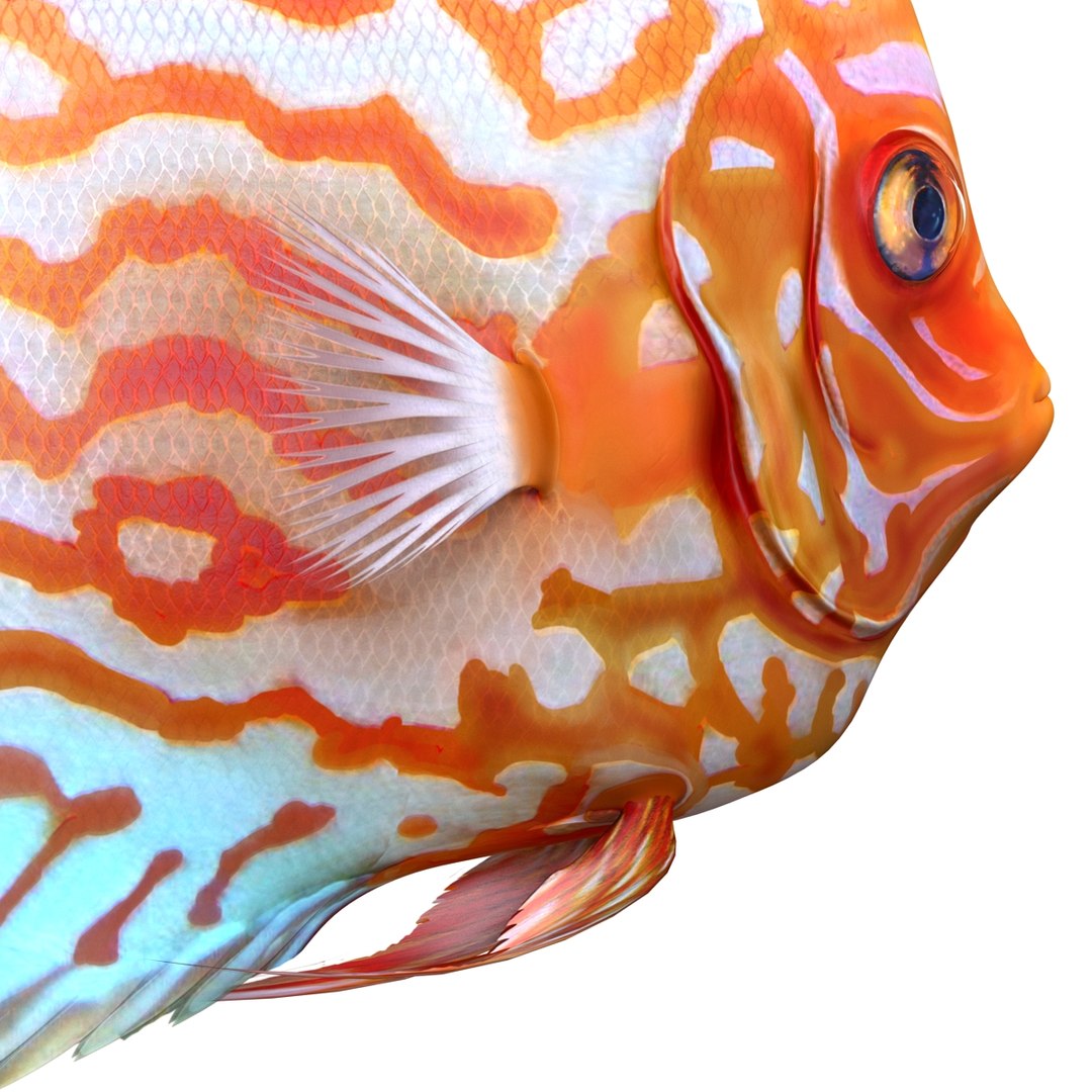 max symphysodon fish rigged https://p.turbosquid.com/ts-thumb/WN/cccNnU/4xcUlkYF/symphysodonfishrigged3dmodel15/jpg/1456060679/1920x1080/fit_q87/a90537b46f525f2a53ff38710b950ac7f2373eec/symphysodonfishrigged3dmodel15.jpg