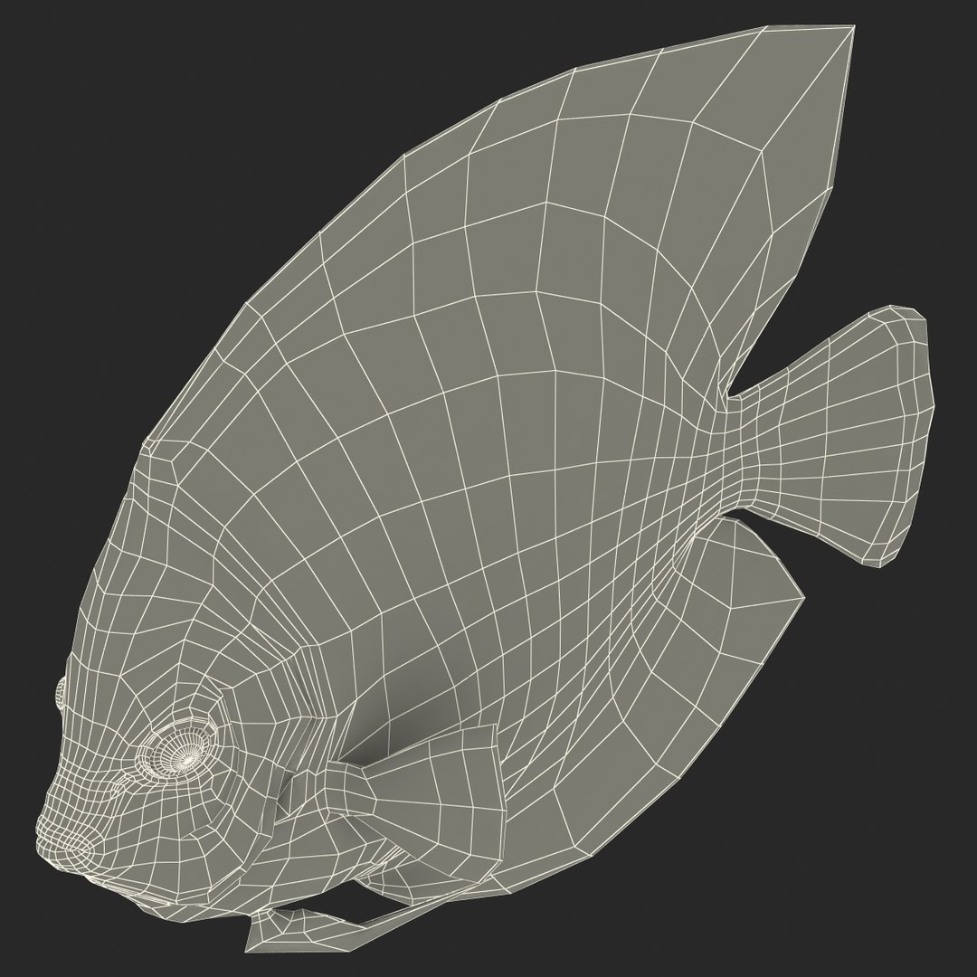 max symphysodon fish rigged https://p.turbosquid.com/ts-thumb/WN/cccNnU/AeDUygeE/symphysodonfishrigged3dmodel40/jpg/1456060681/1920x1080/fit_q87/f6cc9544fd66dc4446f511e0f3c2d8f7aeb7d120/symphysodonfishrigged3dmodel40.jpg