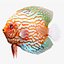 Symphysodon Fish Rigged