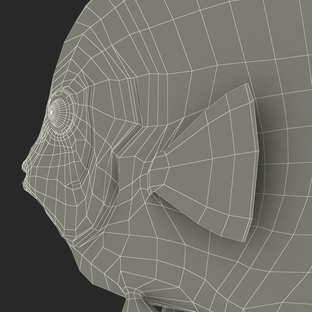 max symphysodon fish rigged https://p.turbosquid.com/ts-thumb/WN/cccNnU/BjmZtvOH/symphysodonfishrigged3dmodel38/jpg/1456060680/1920x1080/fit_q87/5819328a0d5d9be1372fb5db4bbc4ba571ef0bc7/symphysodonfishrigged3dmodel38.jpg