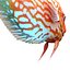 Symphysodon Fish Rigged
