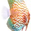 Symphysodon Fish Rigged