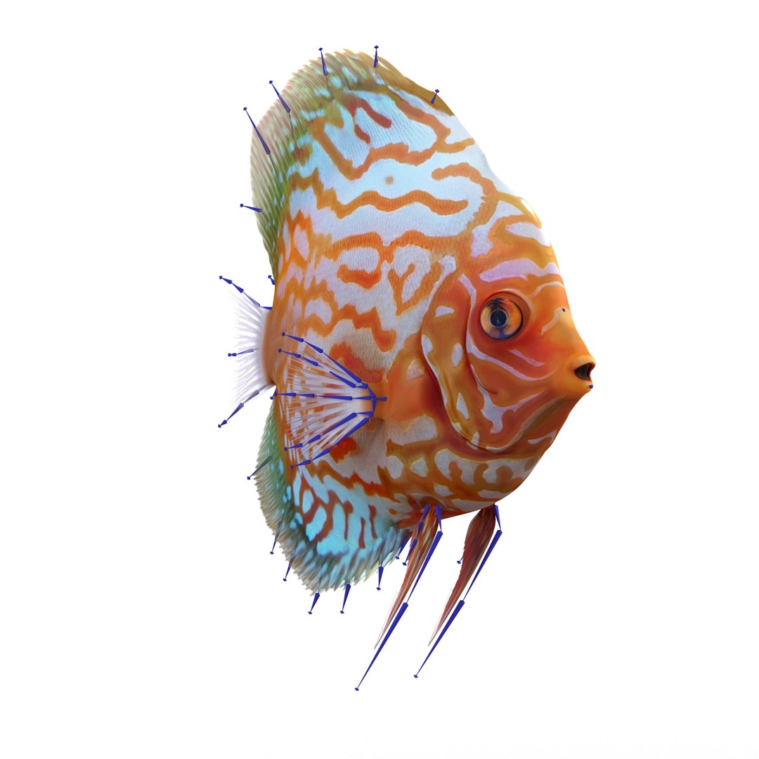 max symphysodon fish rigged https://p.turbosquid.com/ts-thumb/WN/cccNnU/IOvz0z0l/symphysodonfishrigged3dmodel25/jpg/1456060680/1920x1080/fit_q87/8632f362cf4bba521df5ffcf2b4e6bb36c96e7c8/symphysodonfishrigged3dmodel25.jpg