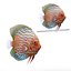 Symphysodon Fish Rigged