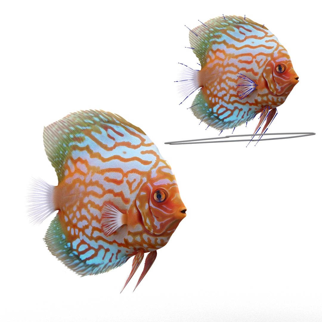 max symphysodon fish rigged https://p.turbosquid.com/ts-thumb/WN/cccNnU/KMg6bsZ4/symphysodon_fish_rigged_363/jpg/1456061200/1920x1080/turn_fit_q99/84472d61c5c98c3a74e4adb7385a7886e0771966/symphysodon_fish_rigged_363-1.jpg