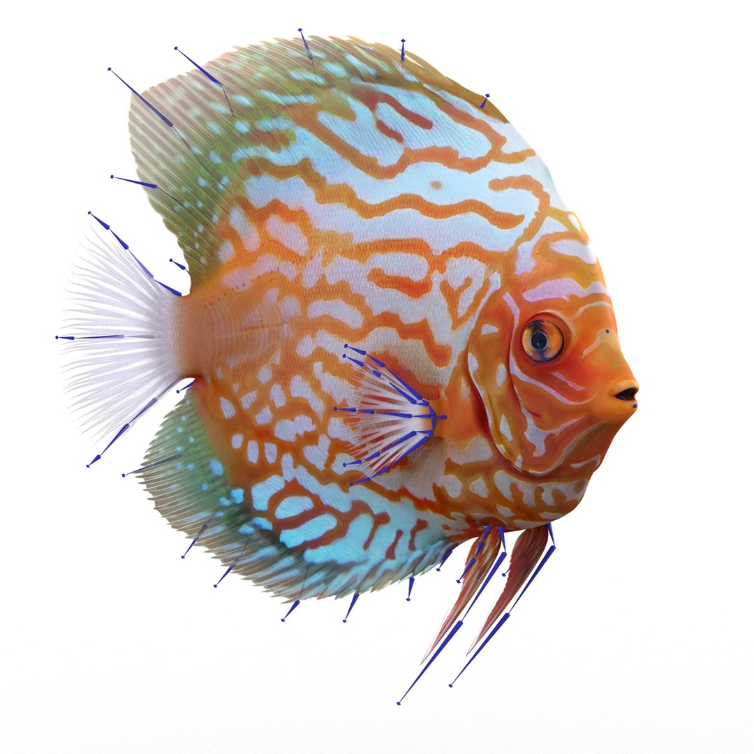 max symphysodon fish rigged https://p.turbosquid.com/ts-thumb/WN/cccNnU/PCH8t9c4/symphysodonfishrigged3dmodel26/jpg/1456060680/1920x1080/fit_q87/cf96e00c9355eb1ab4ce522ff1fa349a3fb6c795/symphysodonfishrigged3dmodel26.jpg