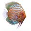 Symphysodon Fish Rigged