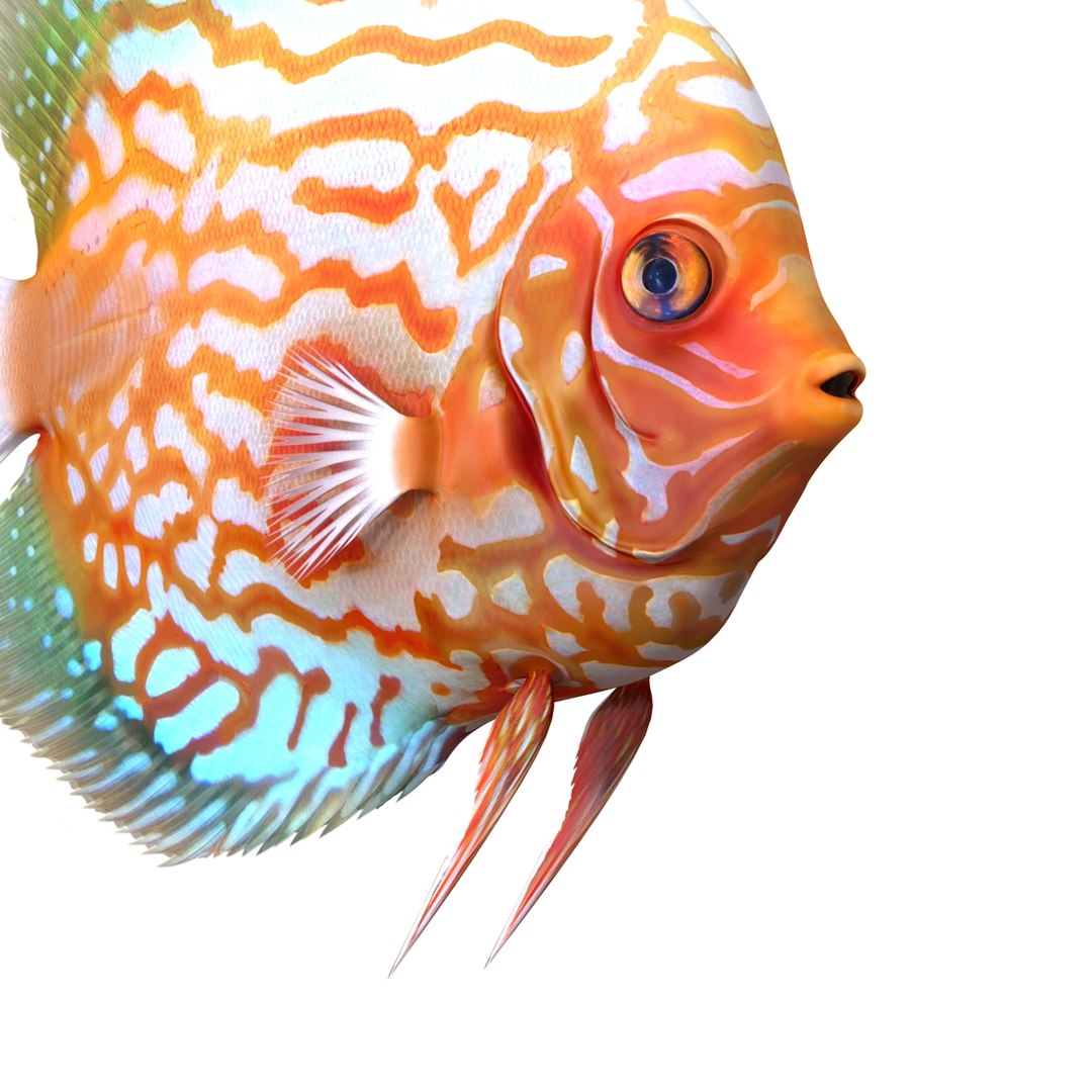 max symphysodon fish rigged https://p.turbosquid.com/ts-thumb/WN/cccNnU/RgbA8LM7/symphysodonfishrigged3dmodel21/jpg/1456060679/1920x1080/fit_q87/62deba99274b24c59299e7cf1847804ceea6aa9b/symphysodonfishrigged3dmodel21.jpg