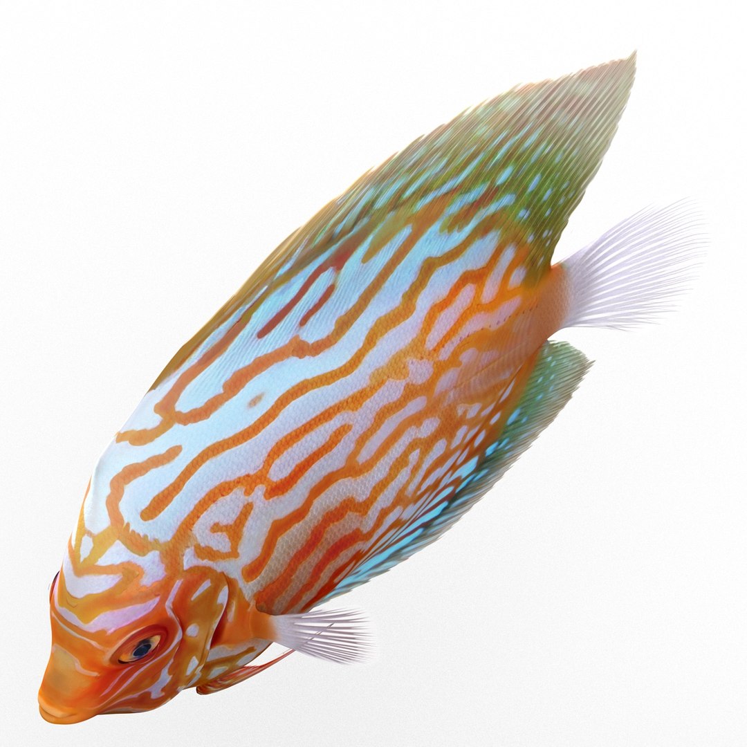 max symphysodon fish rigged https://p.turbosquid.com/ts-thumb/WN/cccNnU/TDostePD/symphysodonfishrigged3dmodel12/jpg/1456060679/1920x1080/fit_q87/43eb113479a2f52fecbb0b3d404d8a9a8b7d2c90/symphysodonfishrigged3dmodel12.jpg