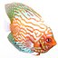 Symphysodon Fish Rigged