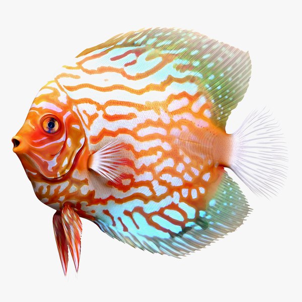 max symphysodon fish rigged