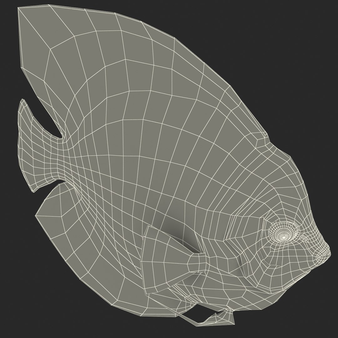 max symphysodon fish rigged https://p.turbosquid.com/ts-thumb/WN/cccNnU/Xcba1UNx/symphysodonfishrigged3dmodel41/jpg/1456060681/1920x1080/fit_q87/591d7c75d4239c444b0b2edbbbef799f1ca7c4e7/symphysodonfishrigged3dmodel41.jpg