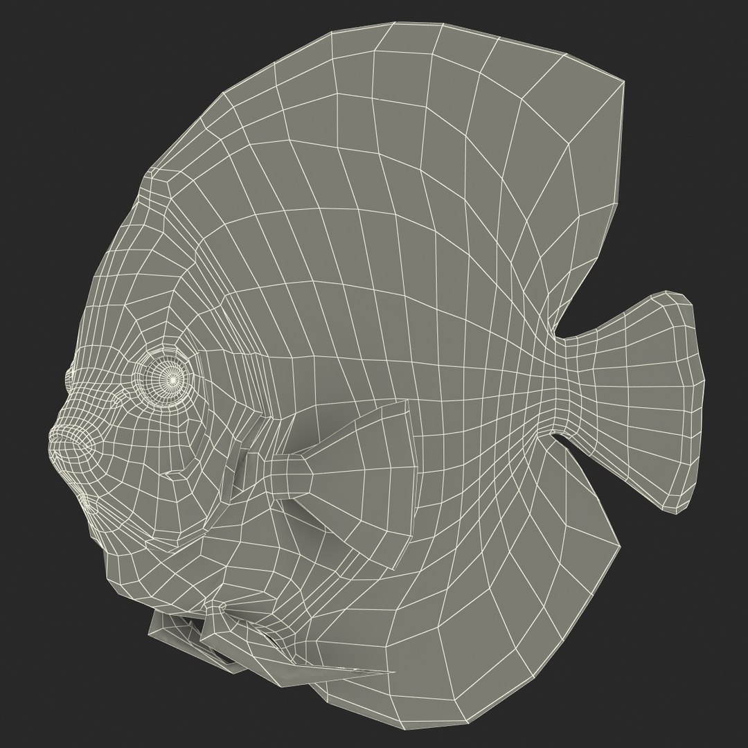 max symphysodon fish rigged https://p.turbosquid.com/ts-thumb/WN/cccNnU/bm0avgFR/symphysodonfishrigged3dmodel42/jpg/1456060681/1920x1080/fit_q87/91182dc925c90c02c01f7f741f22fd10e02386a6/symphysodonfishrigged3dmodel42.jpg