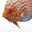 Symphysodon Fish Rigged