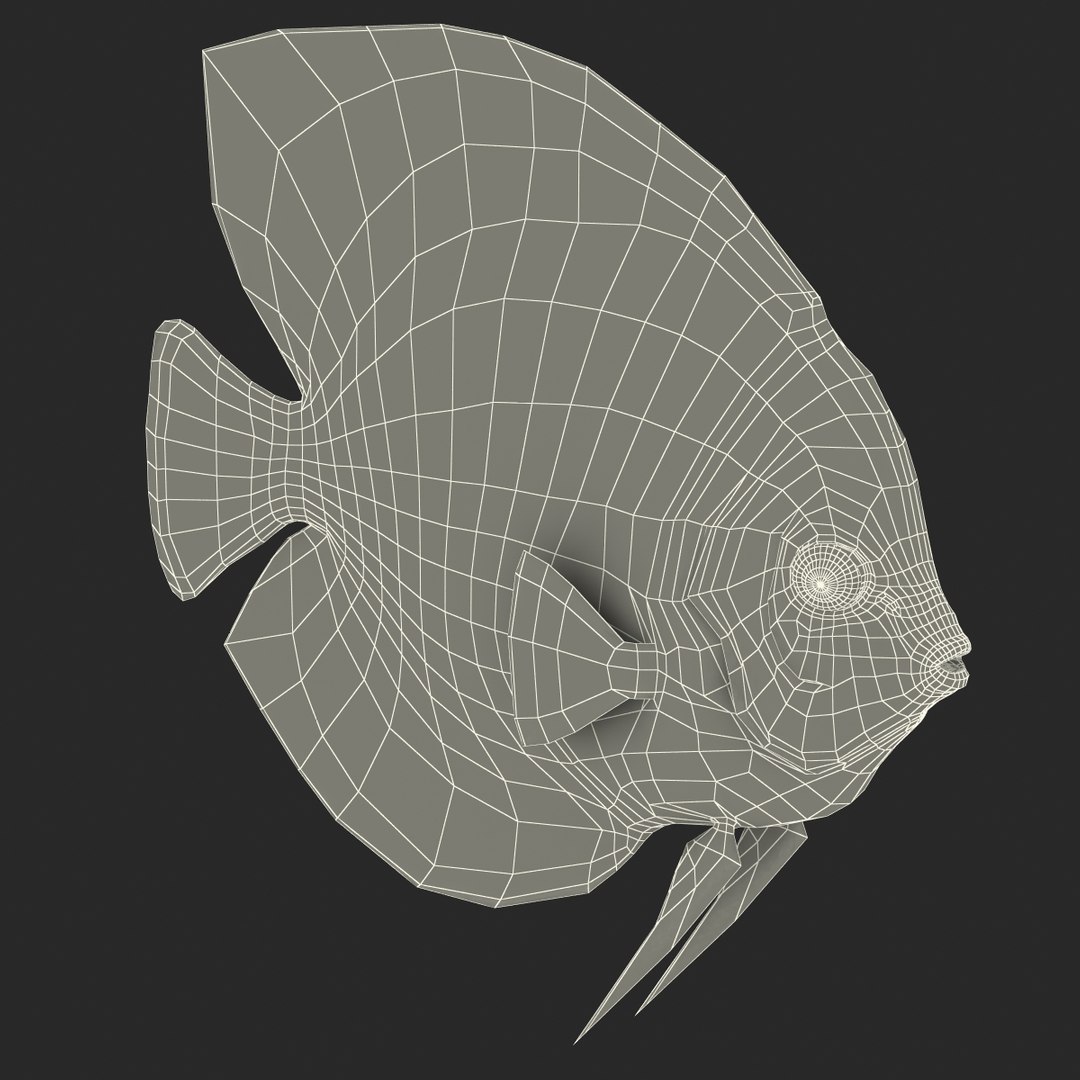 max symphysodon fish rigged https://p.turbosquid.com/ts-thumb/WN/cccNnU/oMzTT20c/symphysodonfishrigged3dmodel35/jpg/1456060680/1920x1080/fit_q87/20ea6a825c7778a9f5ab5433908af2f9dbba1b5c/symphysodonfishrigged3dmodel35.jpg