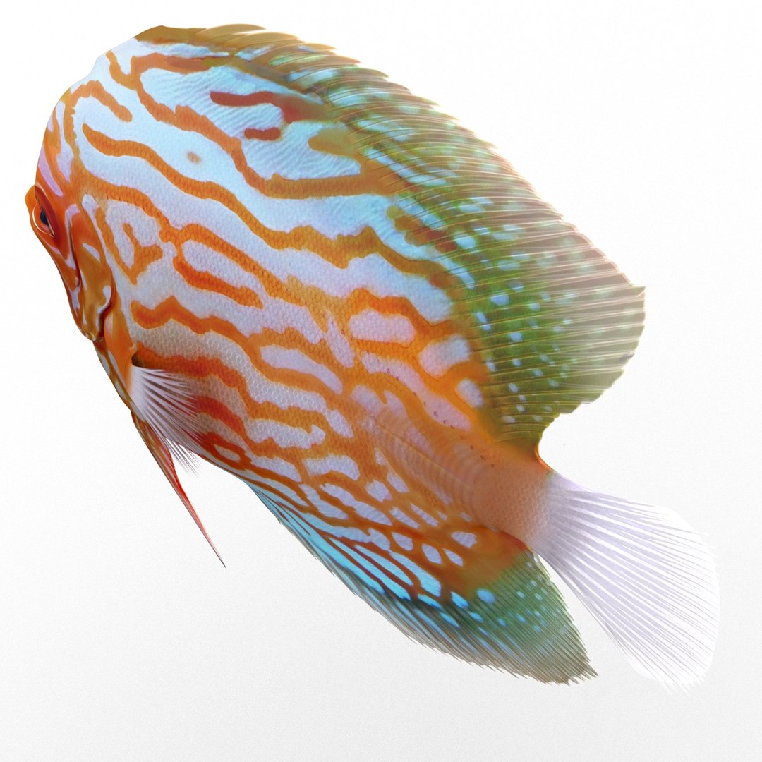 max symphysodon fish rigged https://p.turbosquid.com/ts-thumb/WN/cccNnU/r9HqfrVL/symphysodonfishrigged3dmodel13/jpg/1456060679/1920x1080/fit_q87/49dfed579edfc15729d46621484f8c19718ddab9/symphysodonfishrigged3dmodel13.jpg