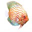 Symphysodon Fish Rigged