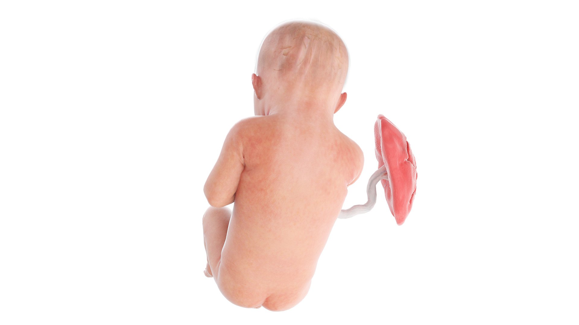 Fetus Anatomy Week 34 Animated model https://p.turbosquid.com/ts-thumb/WN/lbwtET/2M/fetus_week34f0004/jpg/1633608485/1920x1080/fit_q87/51a0460b52af31e5df6d746e271091feabf4a136/fetus_week34f0004.jpg