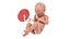 Feto Anatomia Settimana 34 Animato