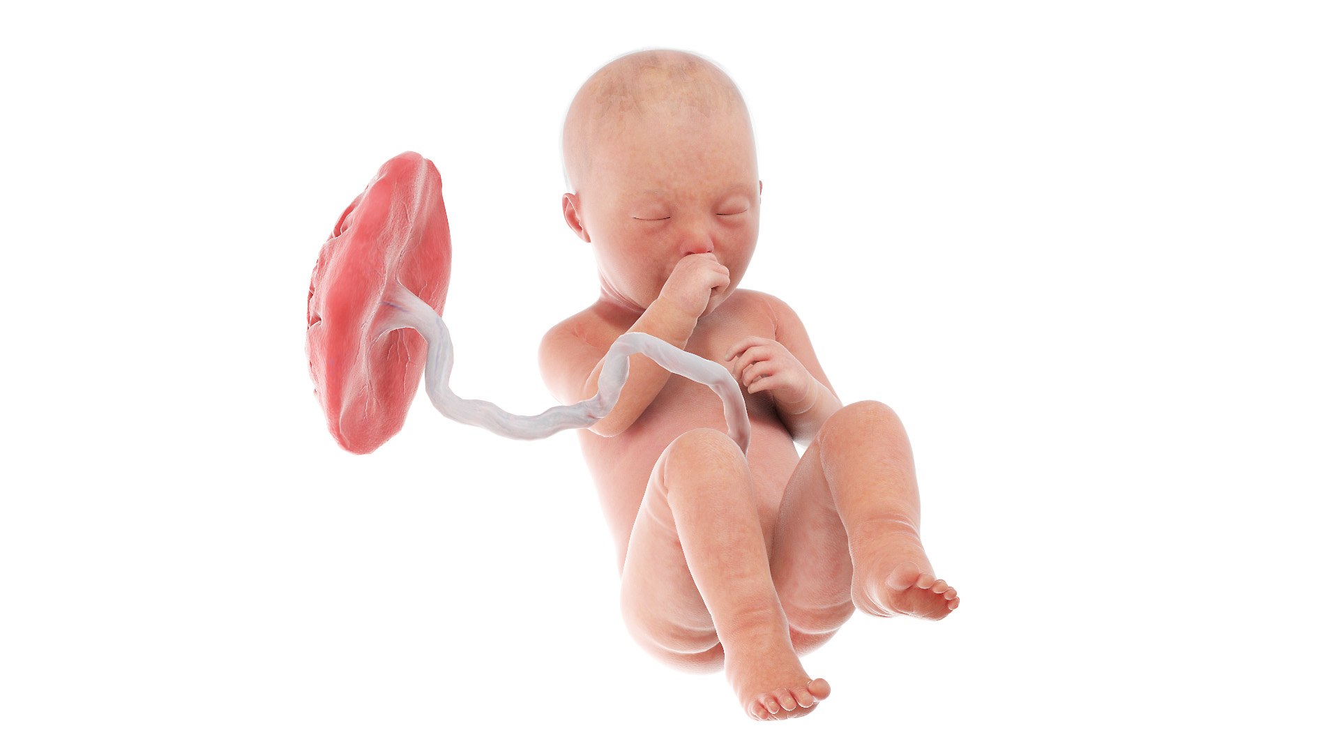 Fetus Anatomy Week 34 Animated model https://p.turbosquid.com/ts-thumb/WN/lbwtET/zo/fetus_week34f0002/jpg/1633608484/1920x1080/fit_q87/ab400e8ffdd2e5dfbf51a890b9d997580c6b3208/fetus_week34f0002.jpg