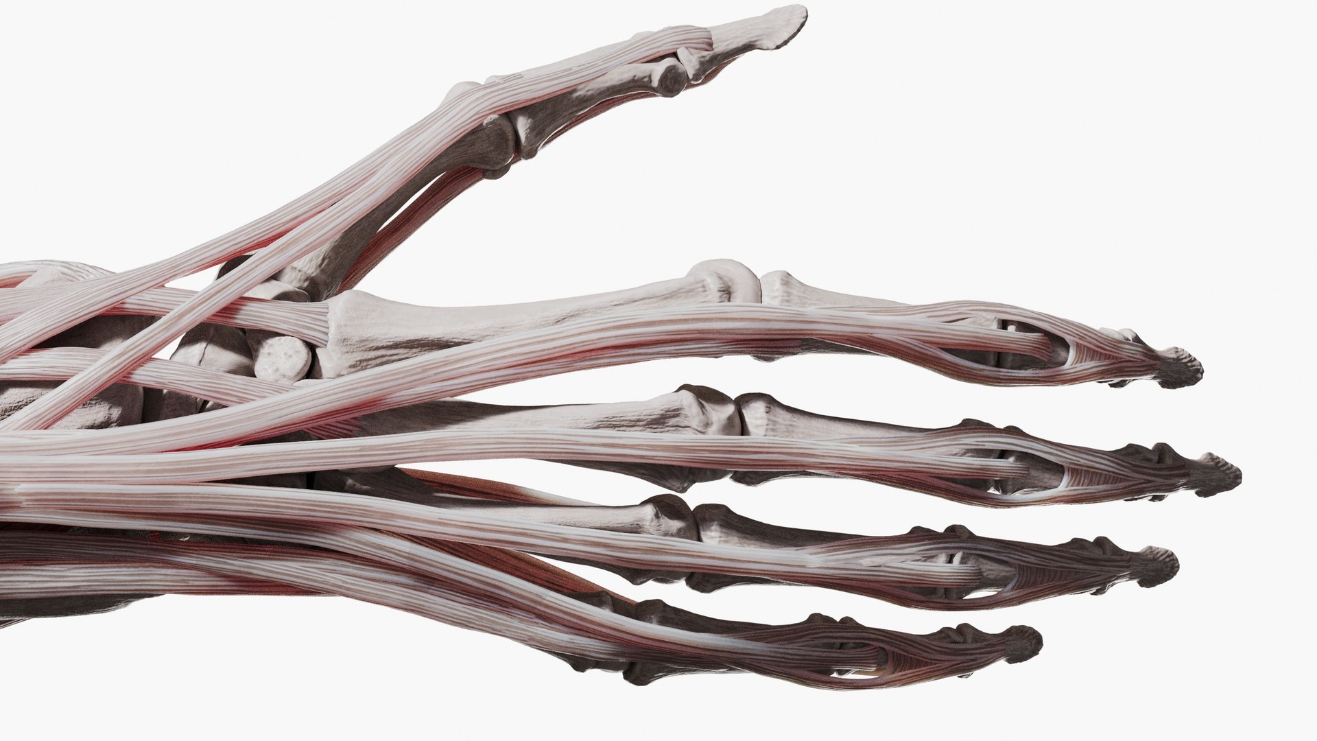 Human Arm Anatomy Muscle Bone system 3D model - TurboSquid 2063523