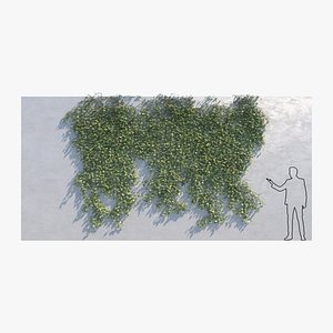 Ivy - Variation B