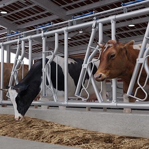 Cow Farm Block
