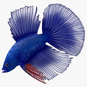 3D Blue Crowntail Betta Fish Swimming Animated Rigged for Maya