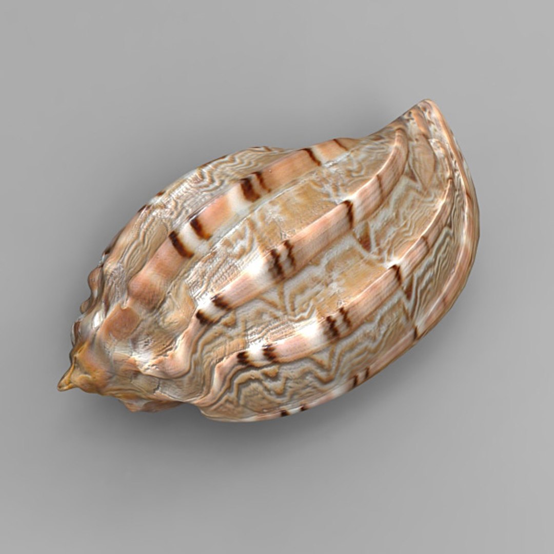 3ds seashell sea shell