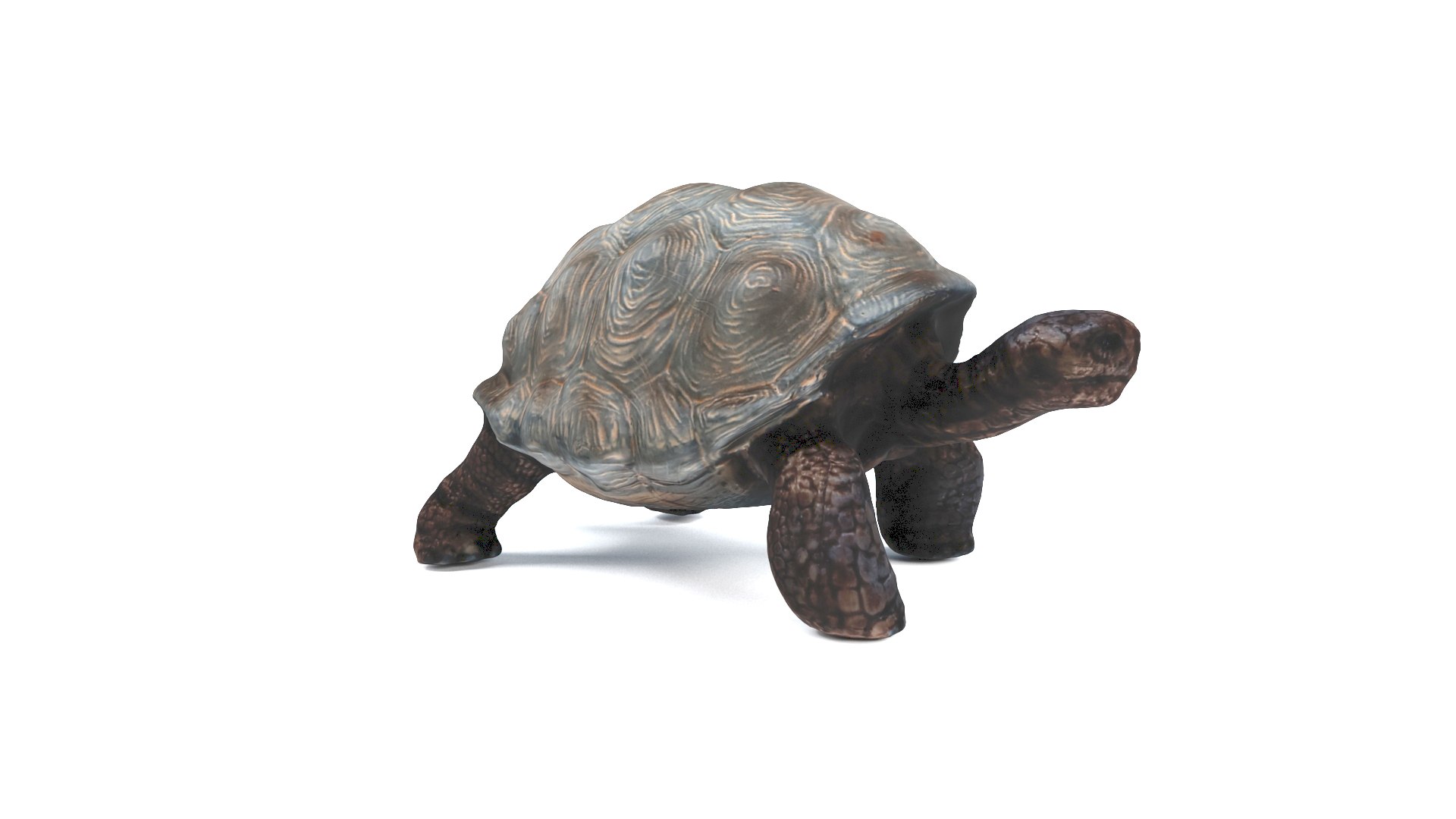 3D model tortoise turtle reptile https://p.turbosquid.com/ts-thumb/WO/BXZaI3/7RRfMVLB/tortoise_camera01_thumbnail_90004/jpg/1599743028/1920x1080/fit_q87/42e246ccf9876ab2b720f6b85980bc816bc3241a/tortoise_camera01_thumbnail_90004.jpg