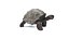 Tortoise