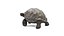Tortoise